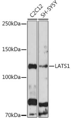 Western Blot LATS1 Antibody - Azide and BSA Free